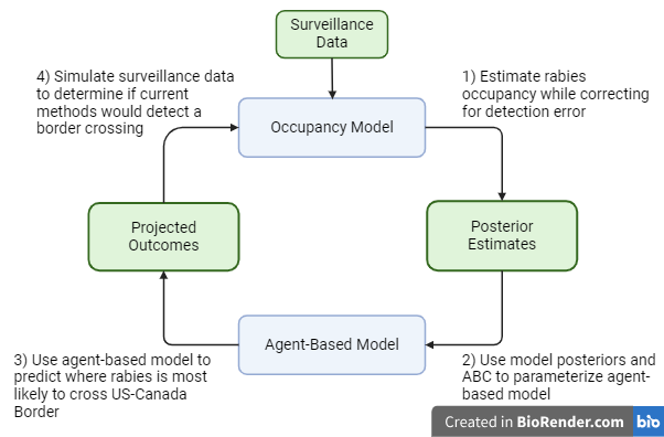 Fig. 1. Workflow for integrating occupancy models and agent-based models to identify possible corridors where rabies can cross the US-Canada border. Posterior estimates from the occupancy model will be used to parameterize the agent-based model. I will then use the agent-based model to generate predictions for rabies spread. By simulating the surveillance process on the outputs of the agent-based model, I can then determine whether current methods would be able to detect a potential border crossing.